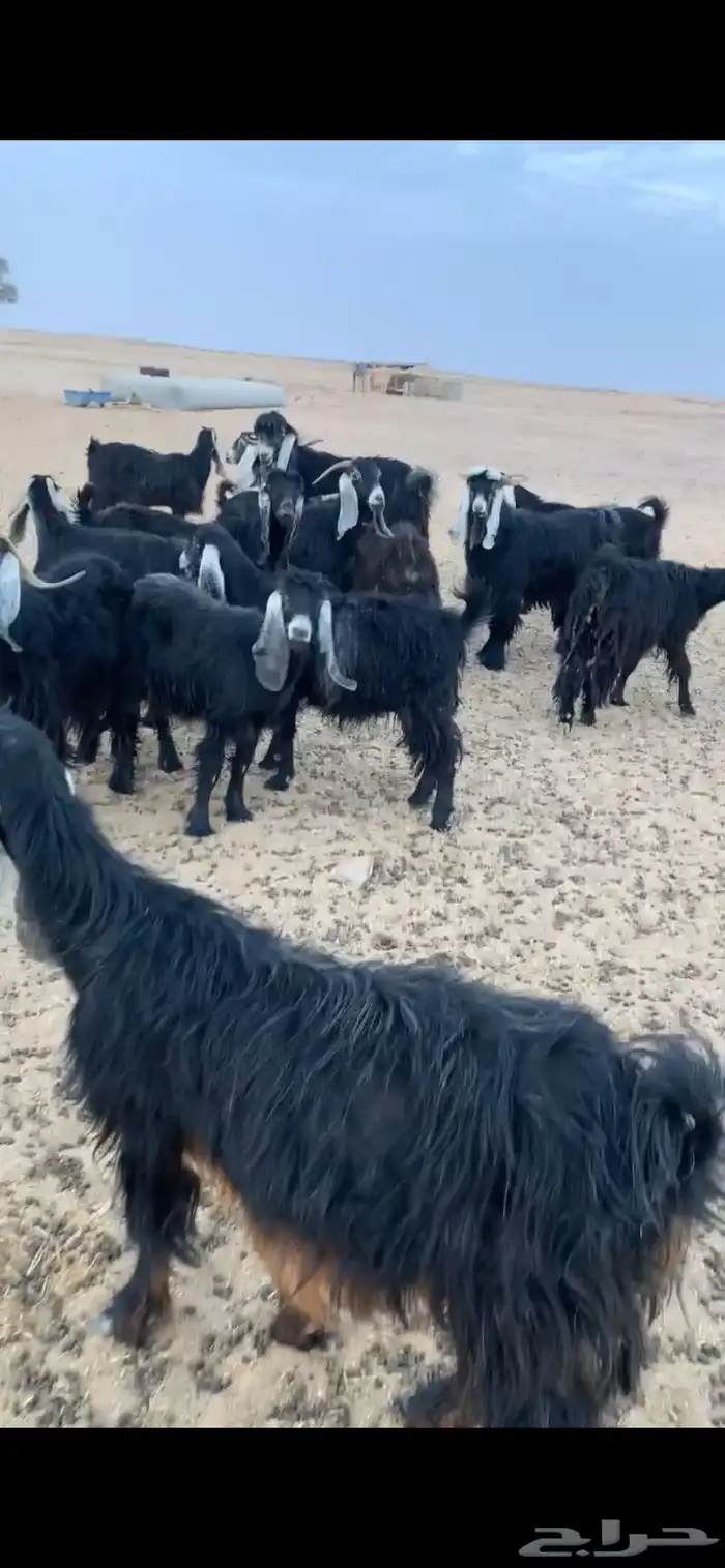 معزا عوارض وثنتين هولندي كلها دفيع وحصيب على السونار 1