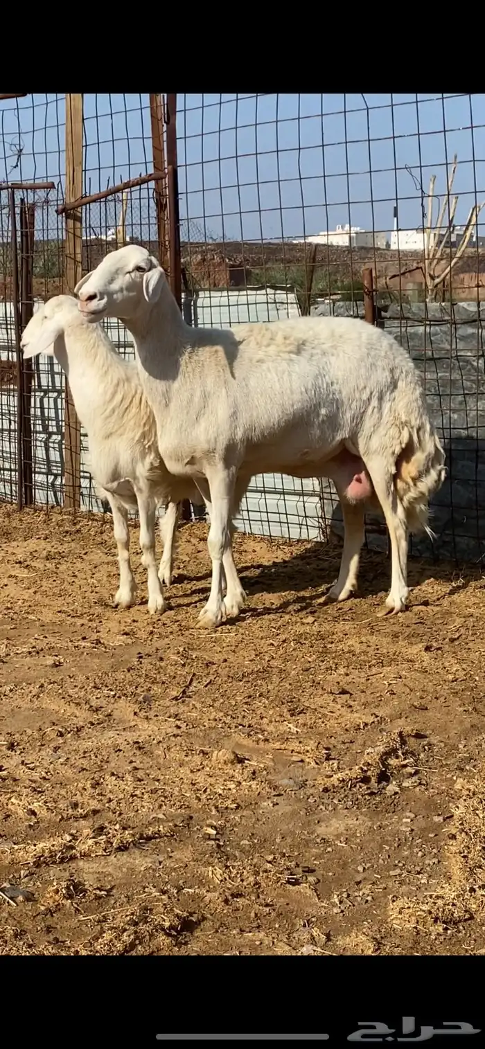 نعجة تحتها خروف صنف الصنف ( تم البيييع ) 5