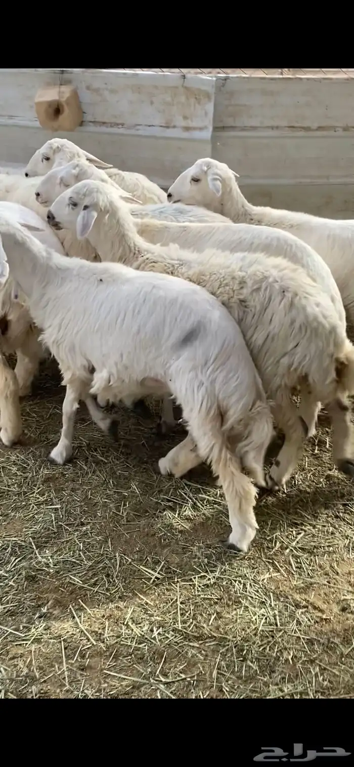 رخال حريات ذبايح 2