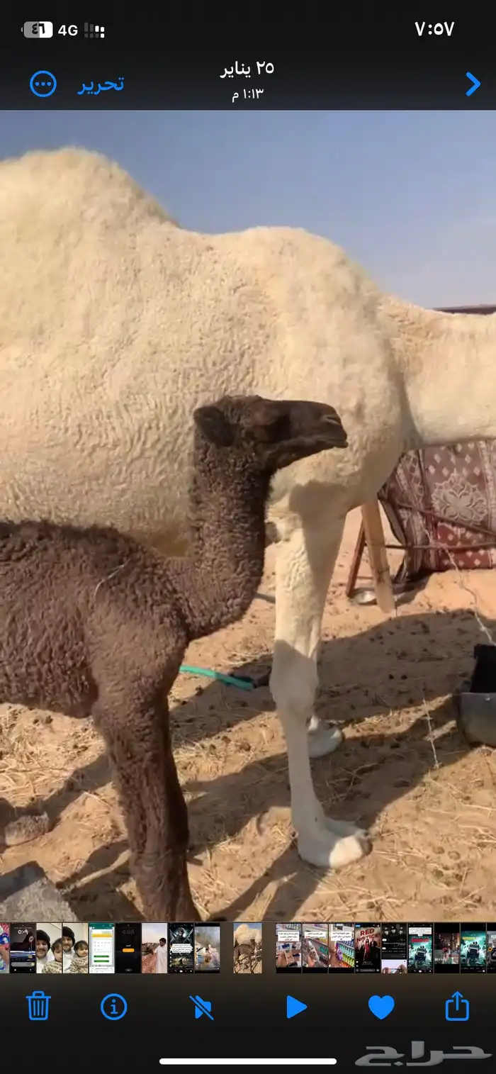 للبيع حوارها عمرها 9 شهور رمانيه 3