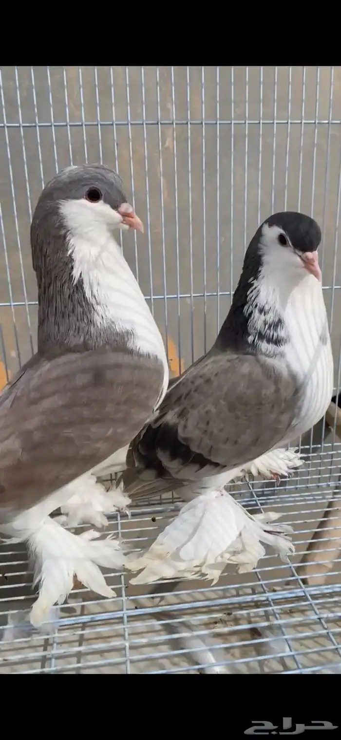 جوز حمام شيرازي 0