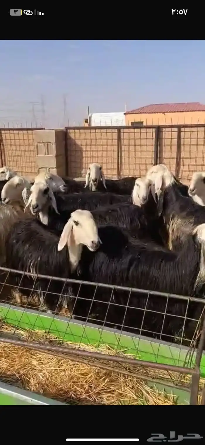 السلام عليكم ورحمة الله وبركاته اعرض لكم نجد دفيع ومواليد 0