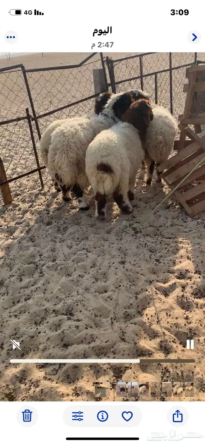 3 خرفان و1 رخل نعيم بلدي 1