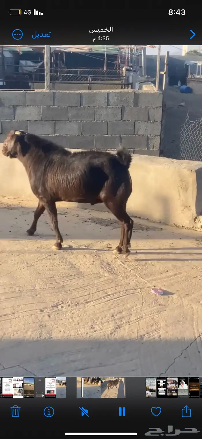 تيس فحل مشروط سن سديس مقلع 2