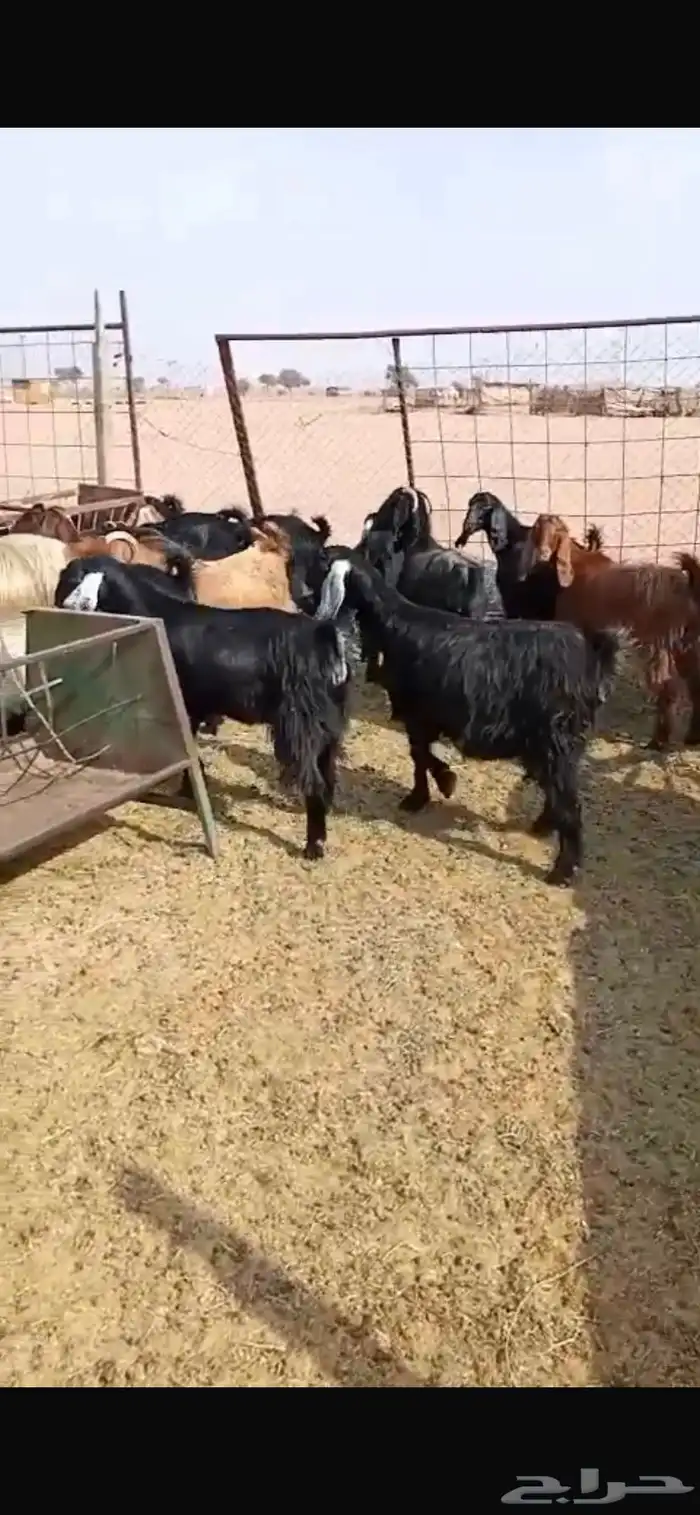 معزا مشاريك جبره ومكرمه ( مضاريع دفيع قريب ولاده ) 14