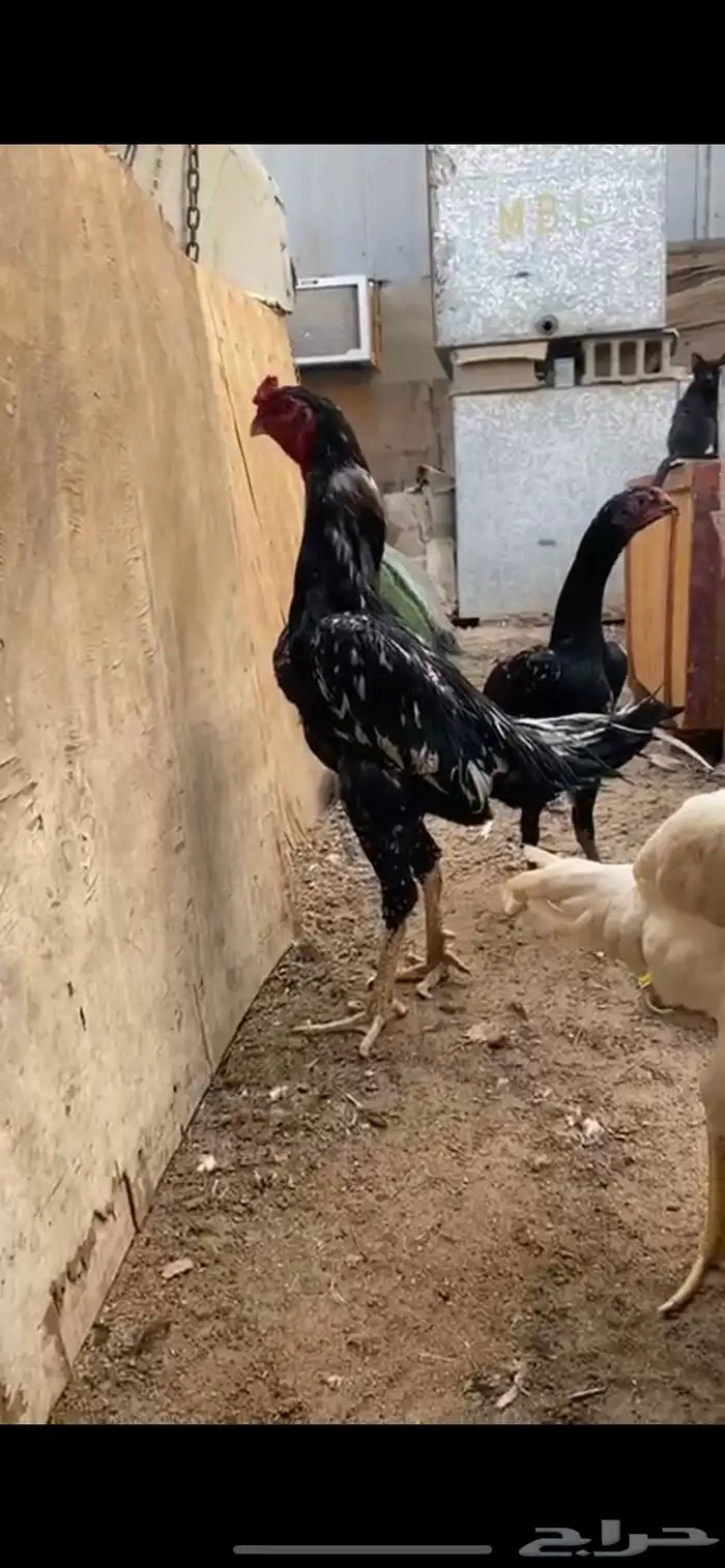 شامو ألماني هزاز ودم هزاز 4