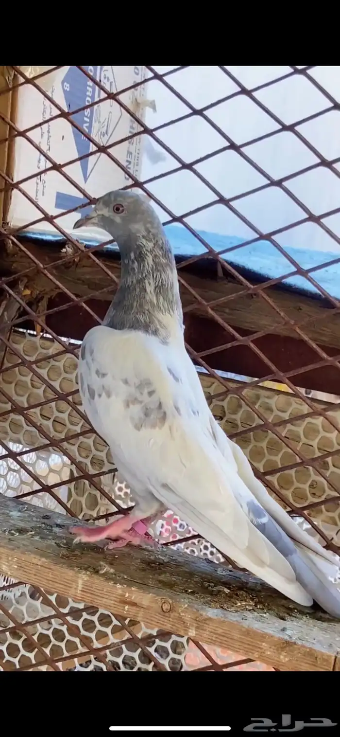 حمام باكستاني 6