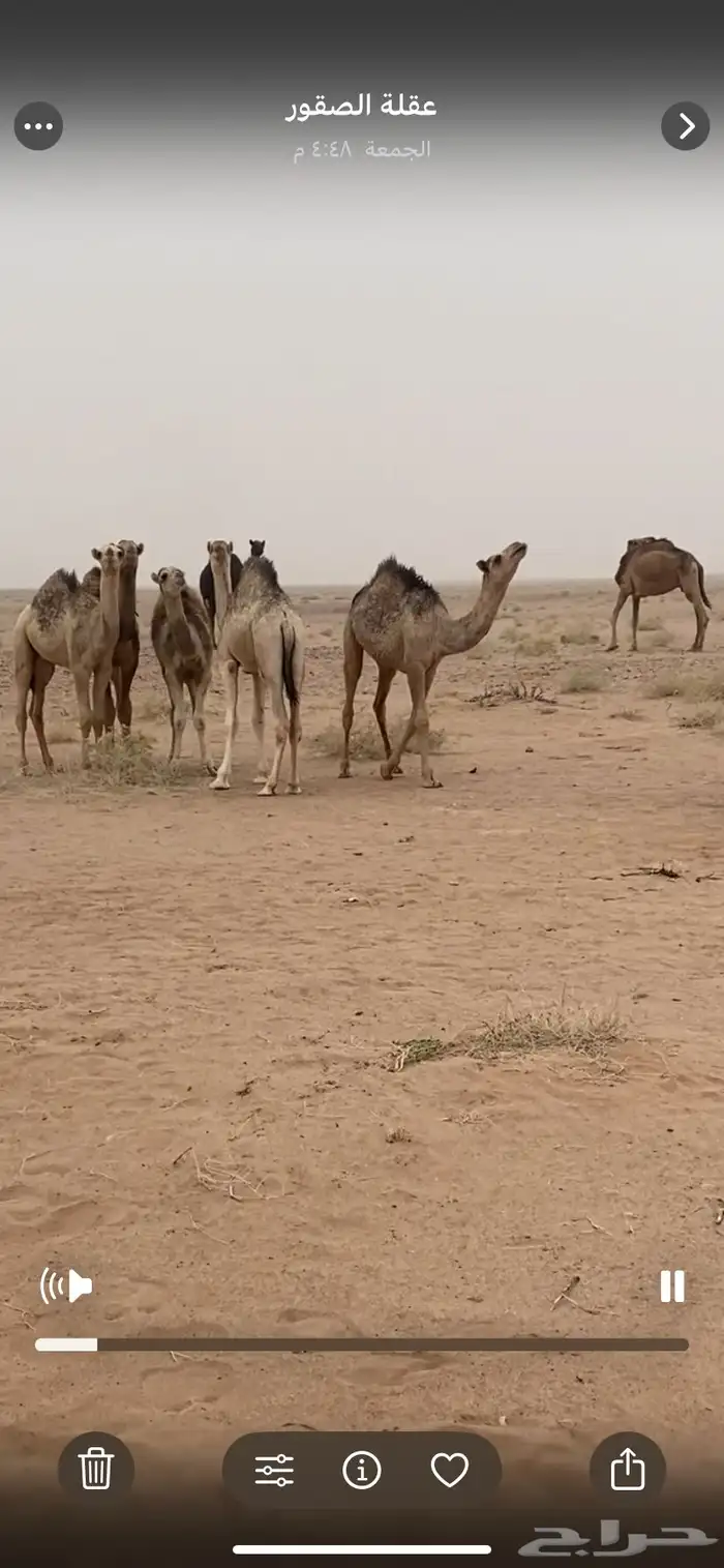 حشو مفاريد بريه للبيع 2