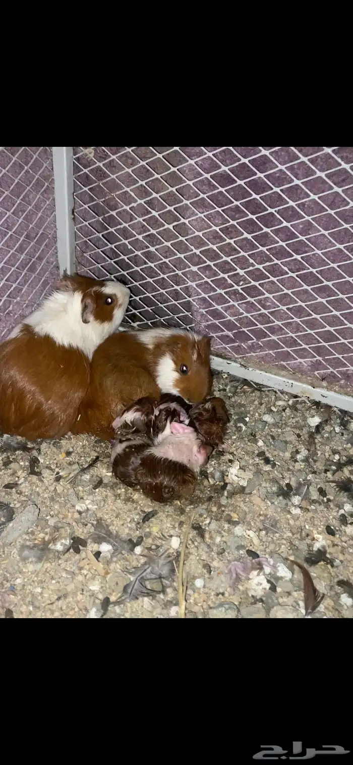 زوج وبران عليها 4 0