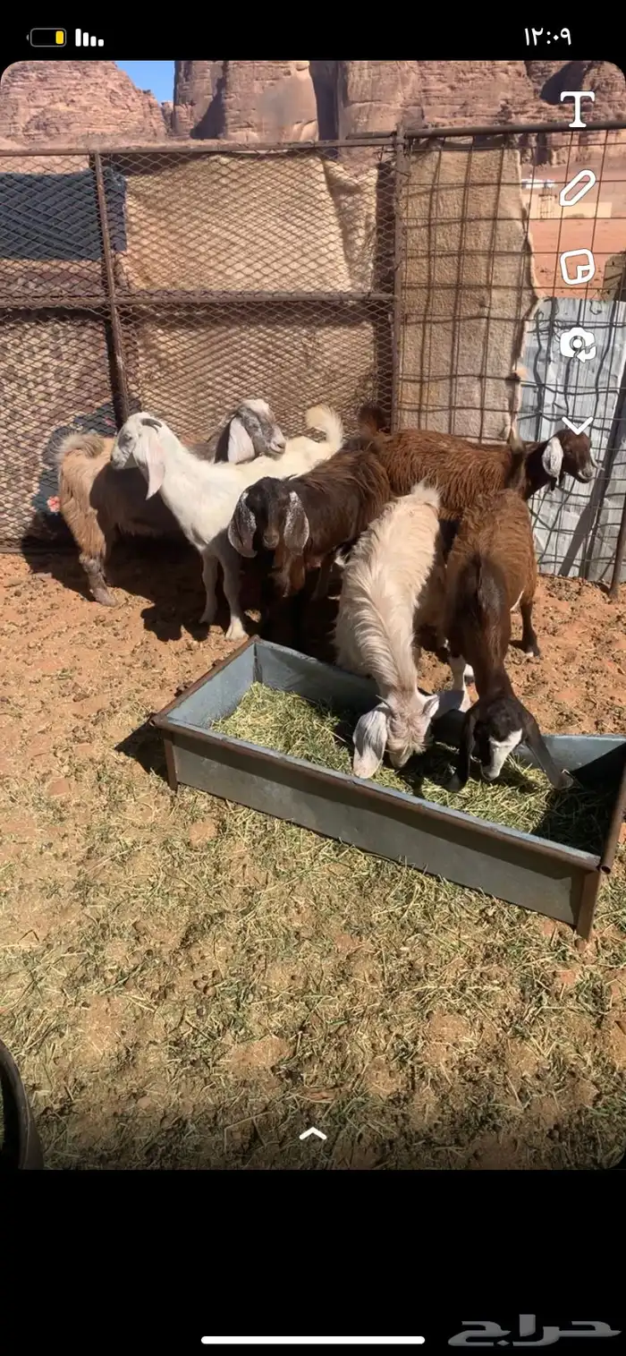 خمس اجفار وتيس للبيع 0