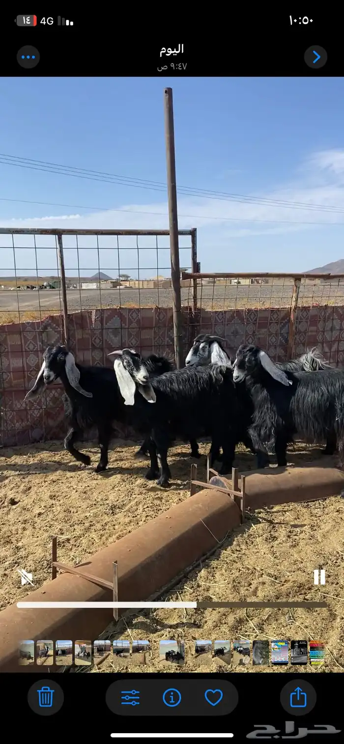 جفرات دفيع 0