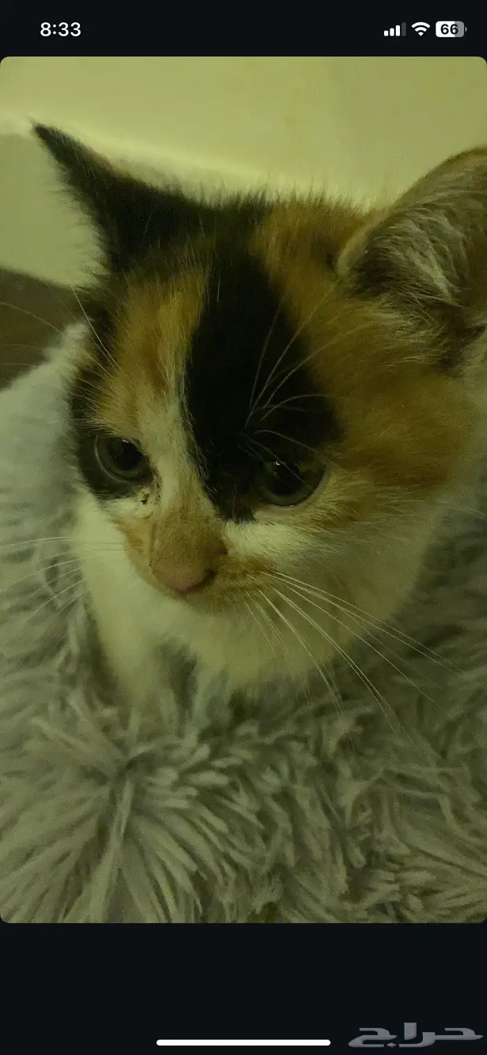 قطه عمرها شهرين للتبني 0