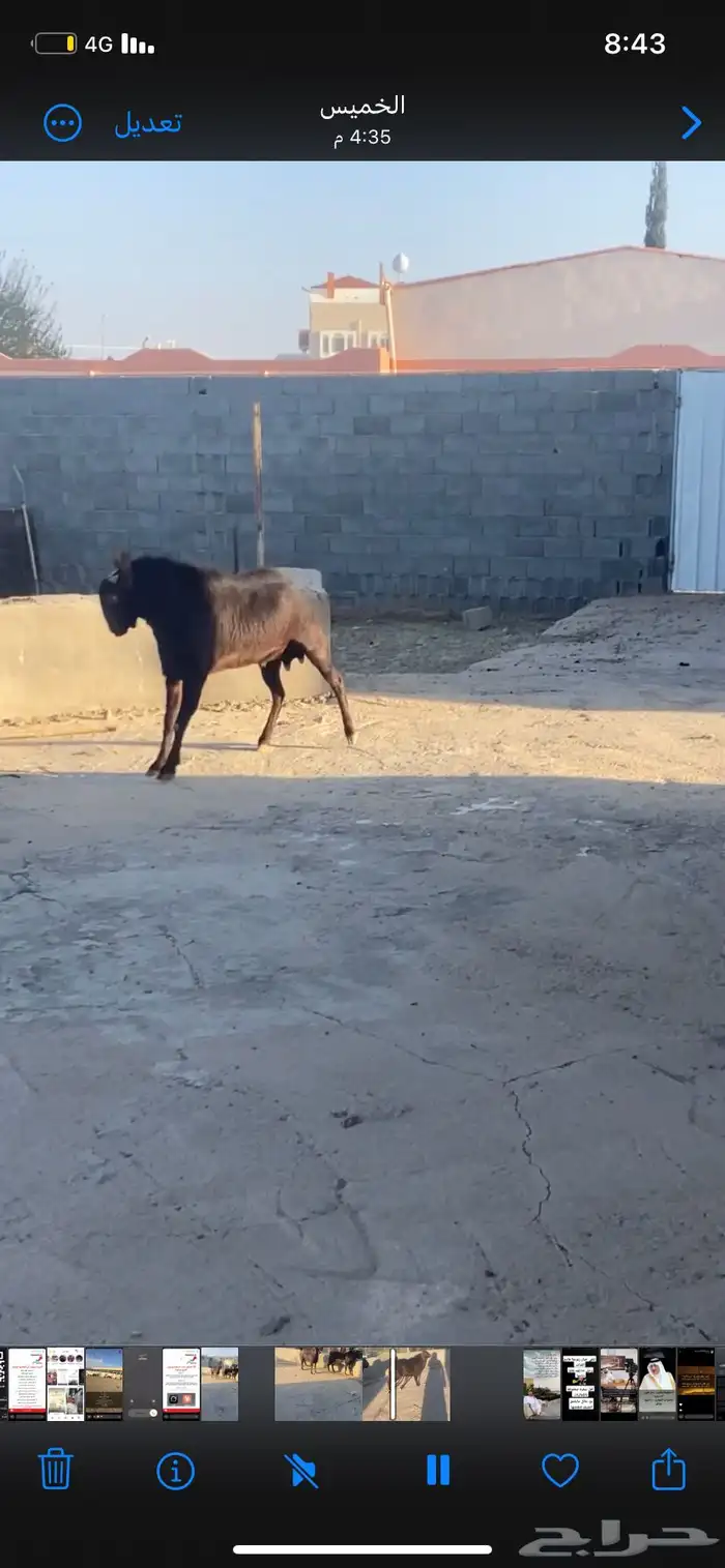 تيس فحل مشروط سن سديس مقلع 0