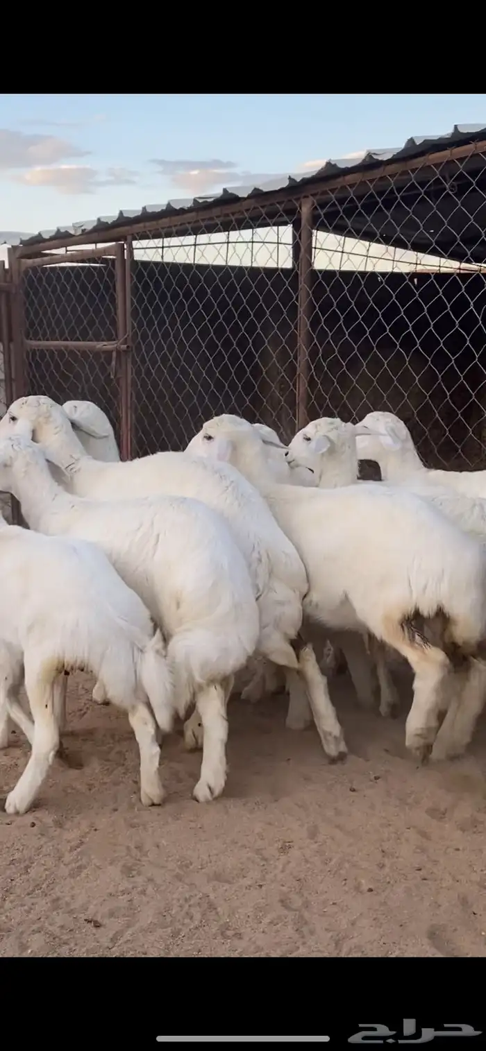 10 رخال كفو كفو 0