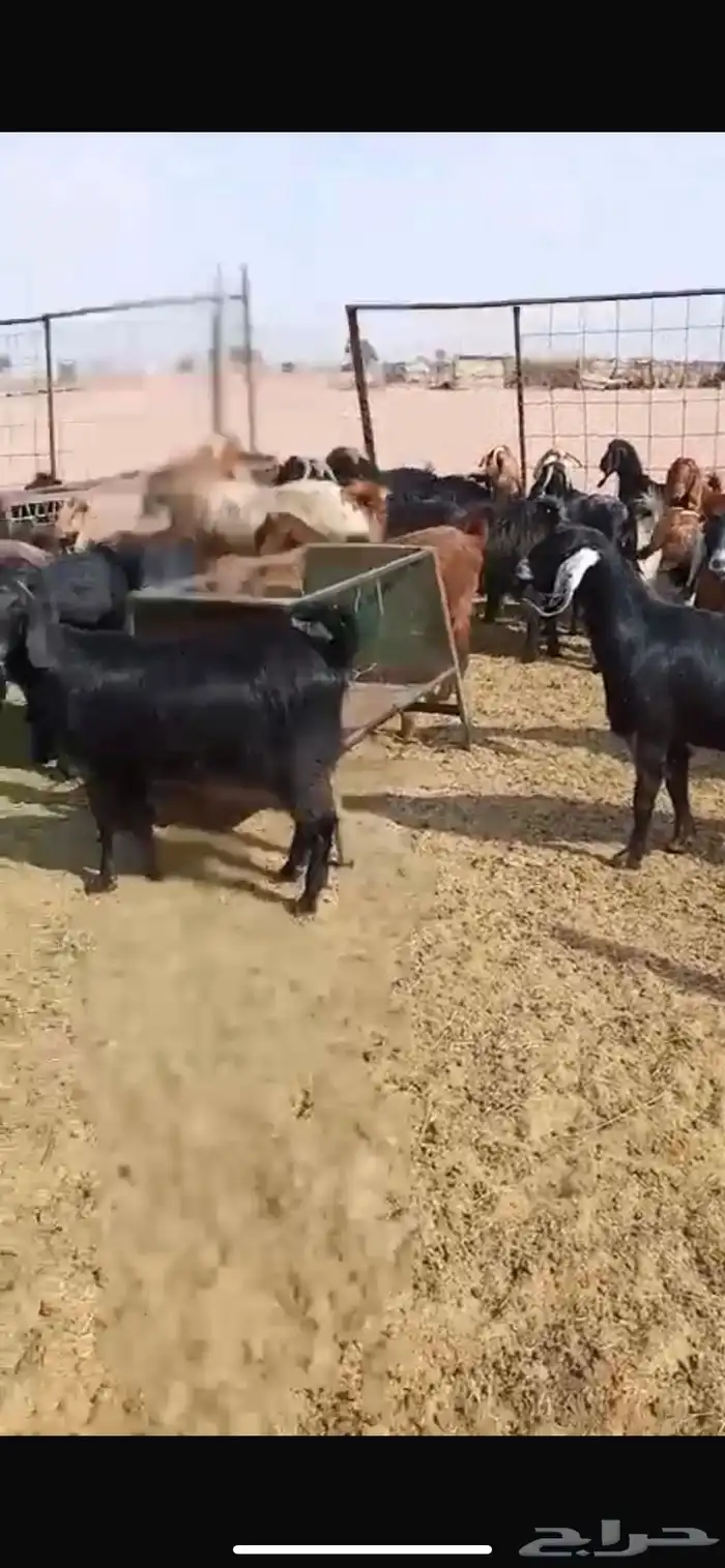 معزا مشاريك جبره ومكرمه ( مضاريع دفيع قريب ولاده ) 12