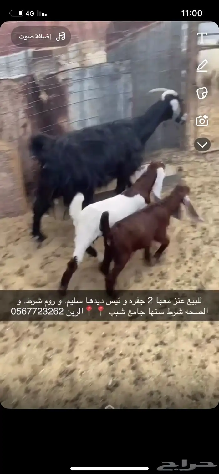 عنز متبع بتيس و جفره 0