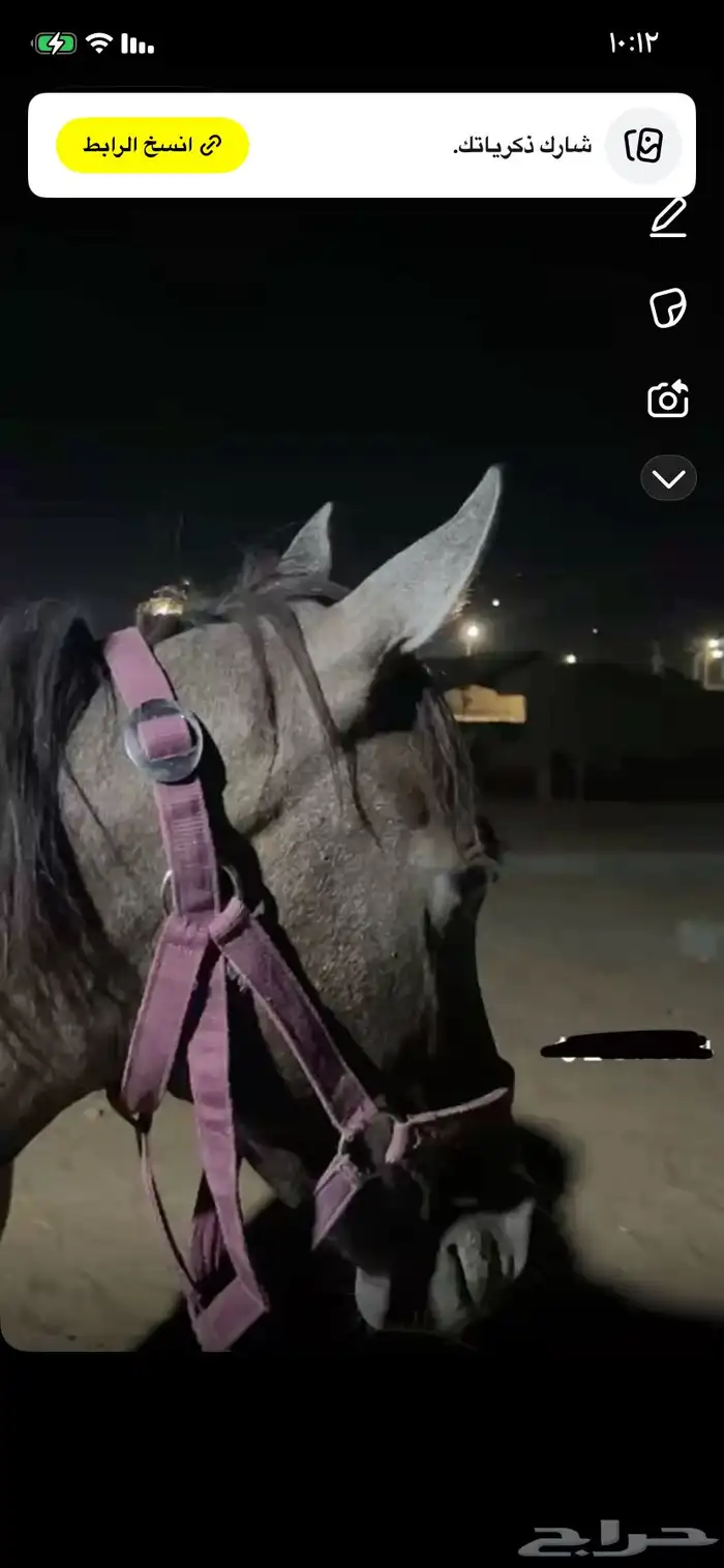 مهره عمرها سنه وثمانيه لا يوجد تقدم الفك بلحيل طيبه 2