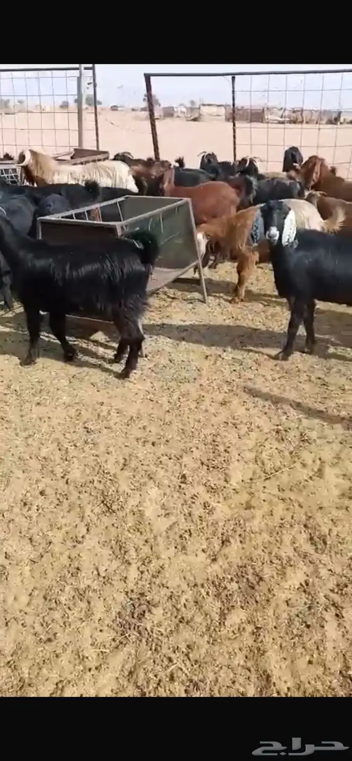 معزا مشاريك جبره ومكرمه ( مضاريع دفيع قريب ولاده ) 9