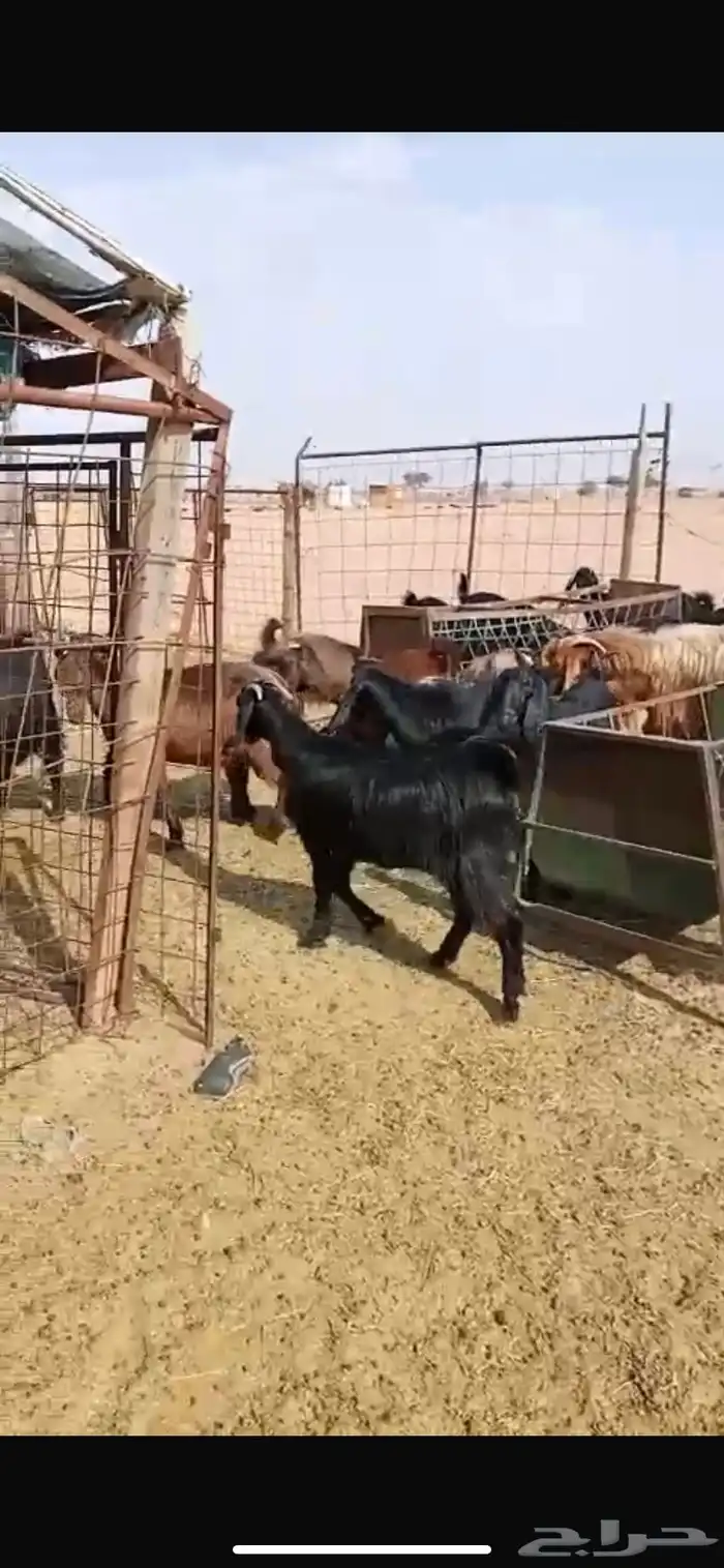 معزا مشاريك جبره ومكرمه ( مضاريع دفيع قريب ولاده ) 13