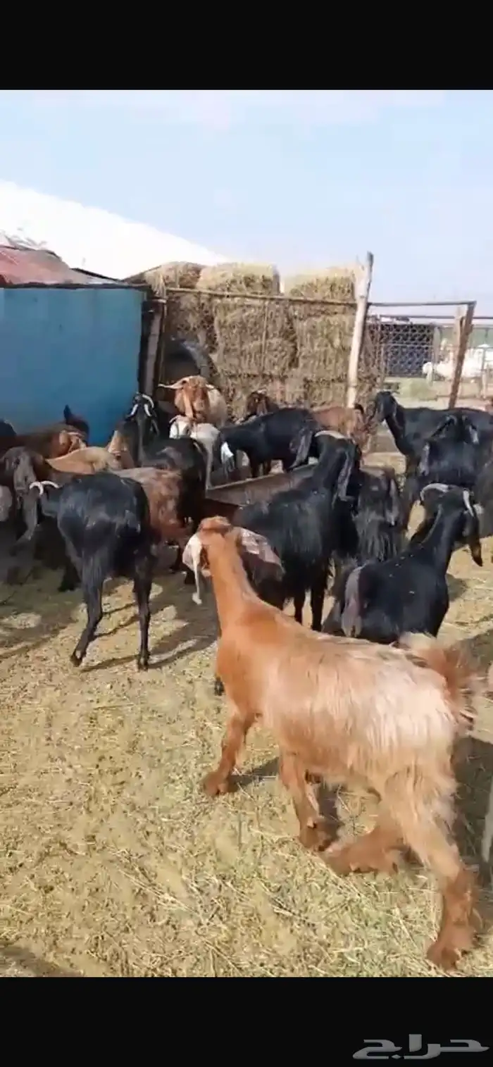 معزا مشاريك جبره ومكرمه ( مضاريع دفيع قريب ولاده ) 5