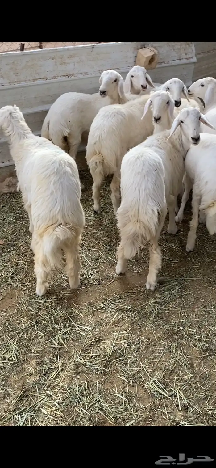 رخال حريات ذبايح 0