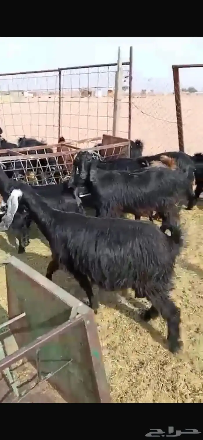 معزا مشاريك جبره ومكرمه ( مضاريع دفيع قريب ولاده ) 2