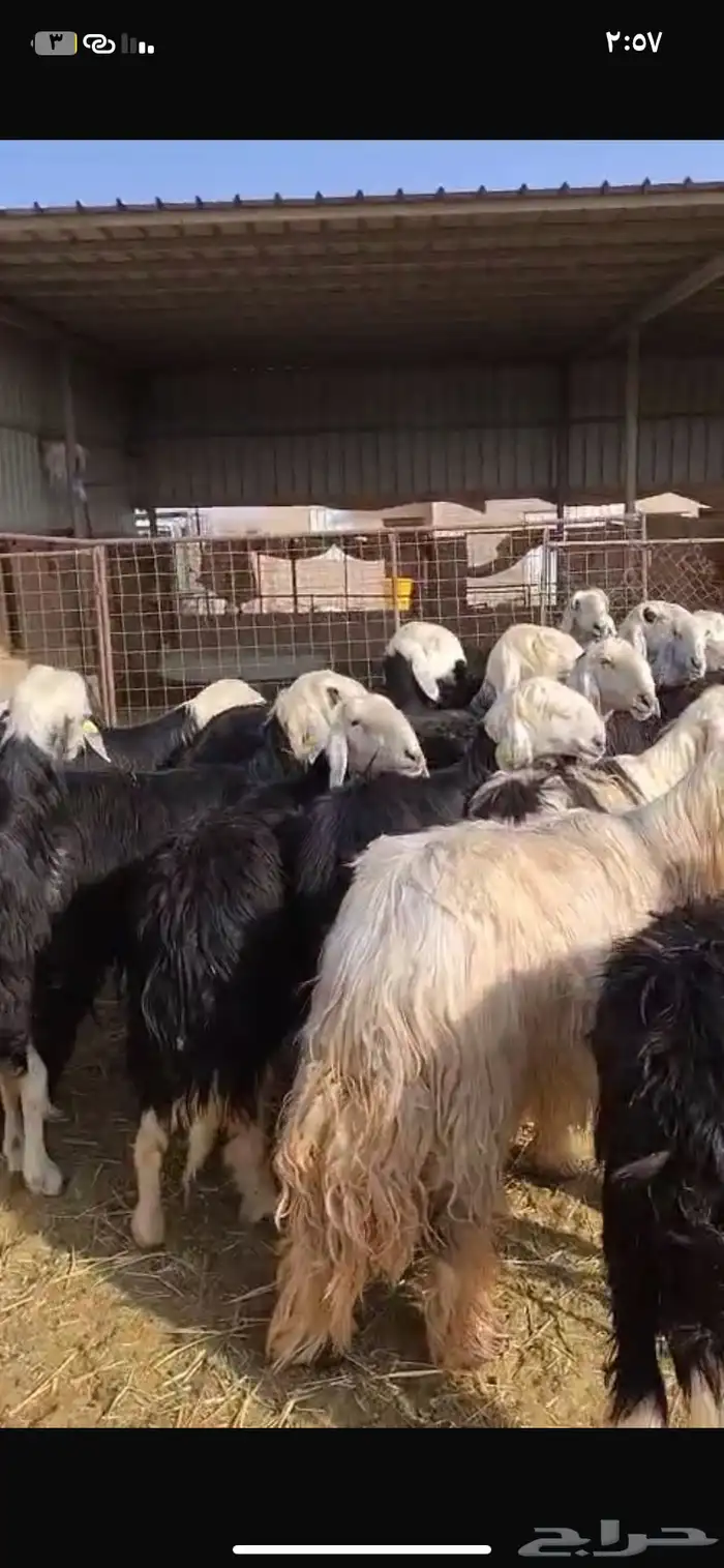 السلام عليكم ورحمة الله وبركاته اعرض لكم نجد دفيع ومواليد 3