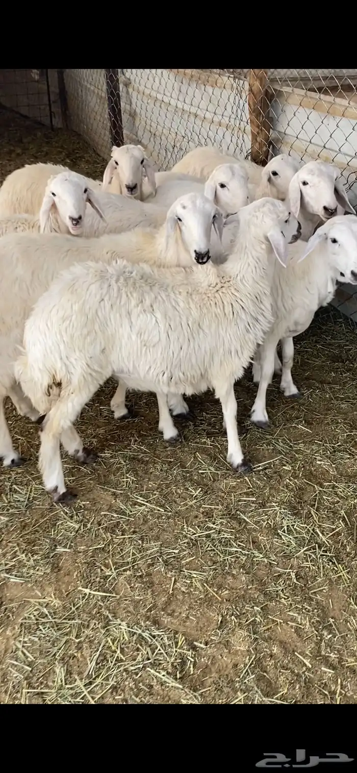 رخال حريات ذبايح 1