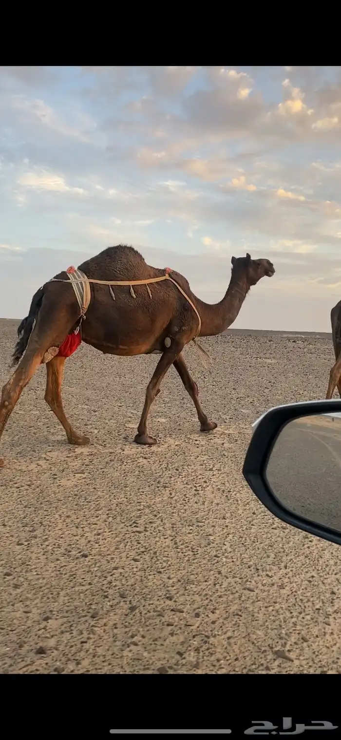 خلفه تحتها بكره وعلى جميع الشروط 1