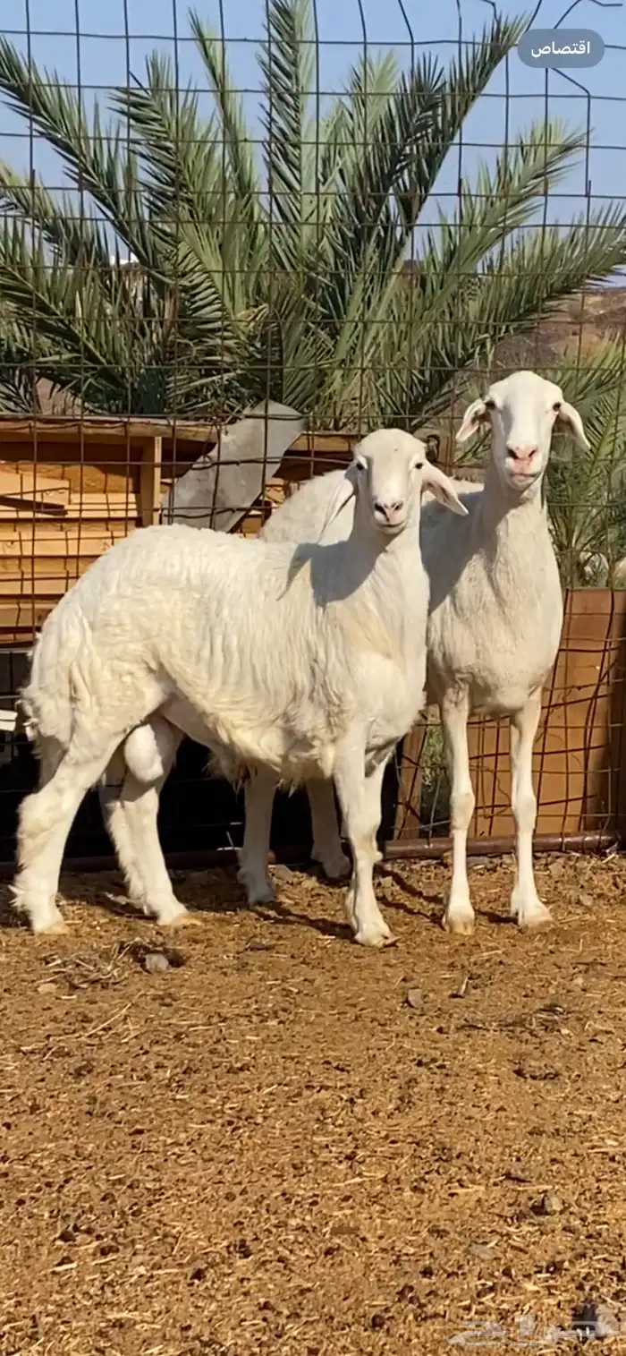 نعجة تحتها خروف صنف الصنف ( تم البيييع ) 0