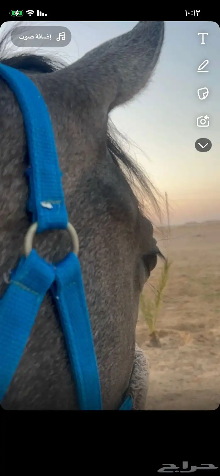 مهره عمرها سنه وثمانيه لا يوجد تقدم الفك بلحيل طيبه 3