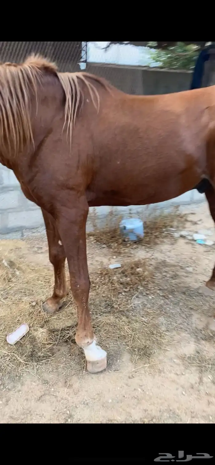 حصان شعبي جزيري 0