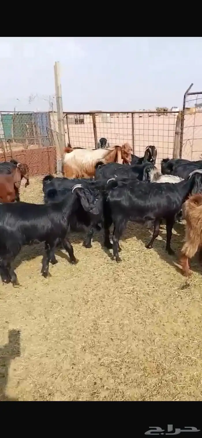 معزا مشاريك جبره ومكرمه ( مضاريع دفيع قريب ولاده ) 22