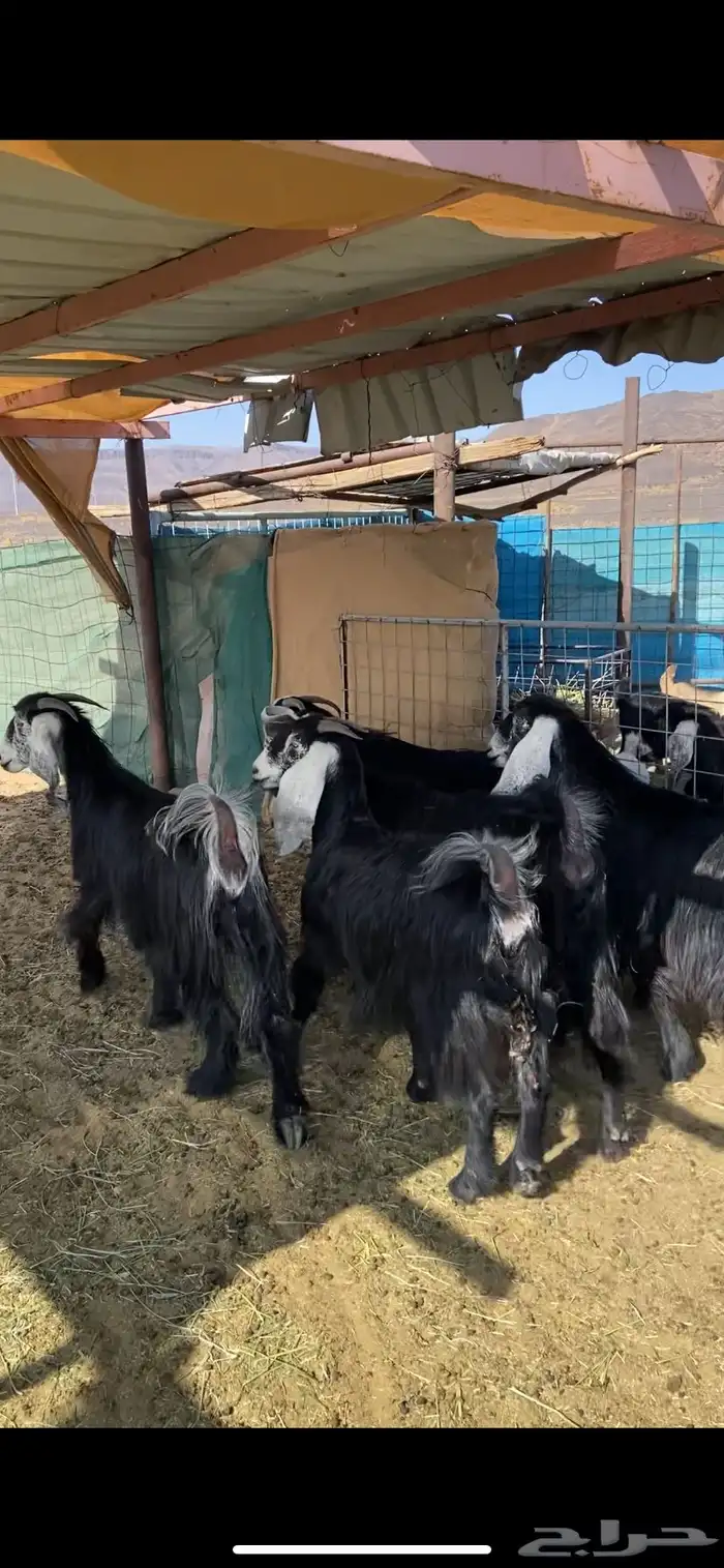 جفرات دفيع 2