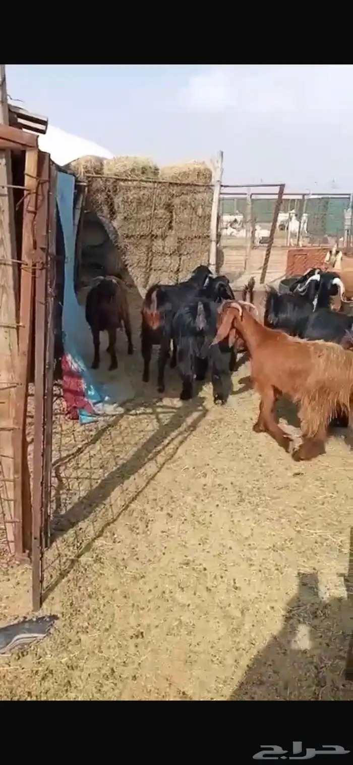 معزا مشاريك جبره ومكرمه ( مضاريع دفيع قريب ولاده ) 16