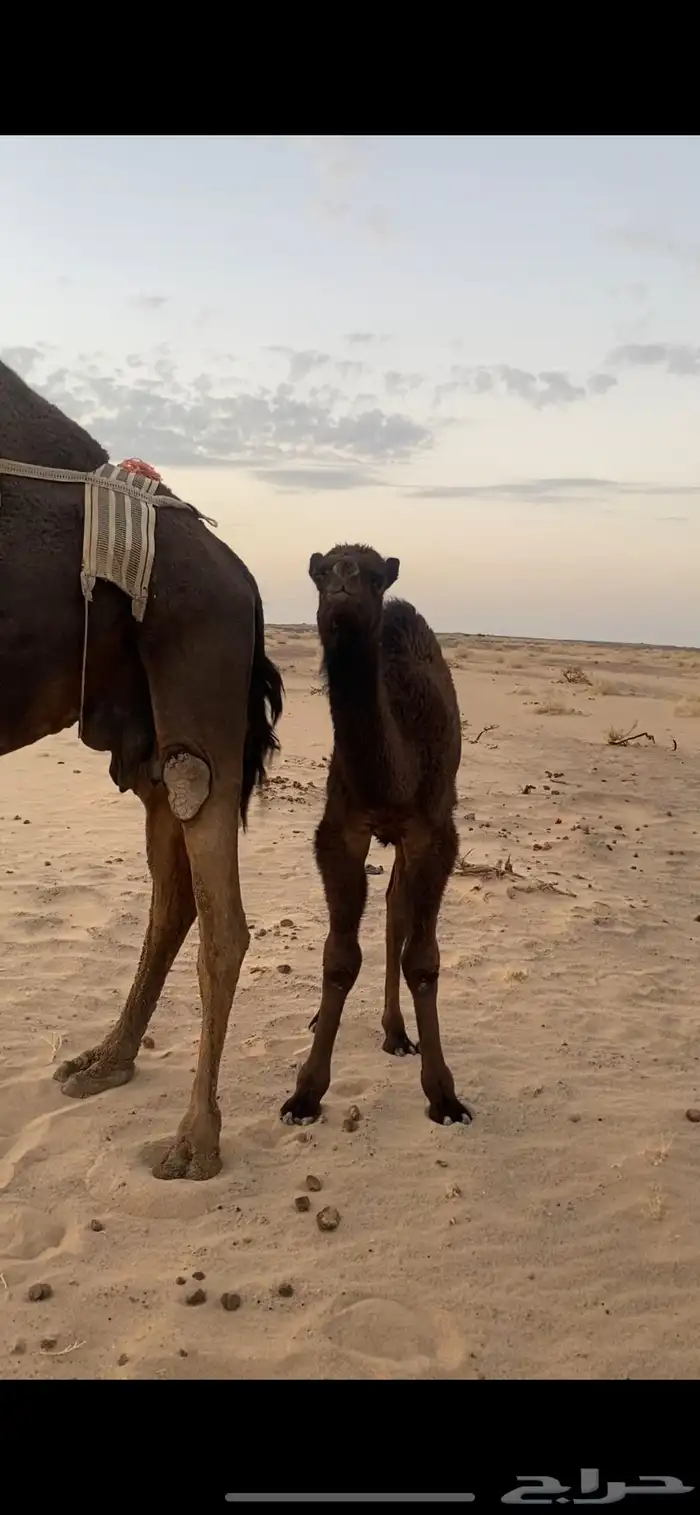 خلفه تحتها بكره وعلى جميع الشروط 2