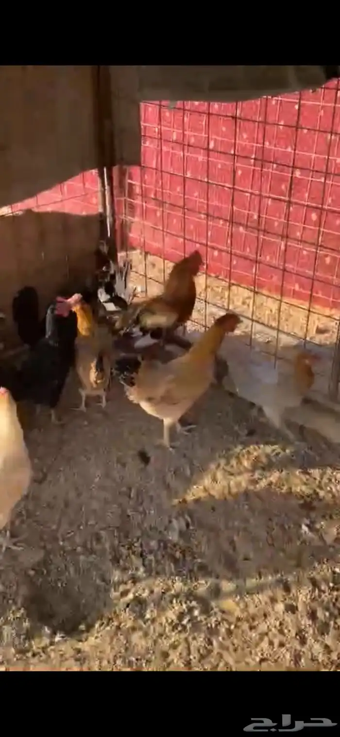 دجاج بلدي فاخر 0