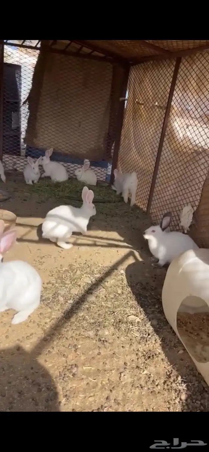 ارانب كفو كبار كلها ودفع 0