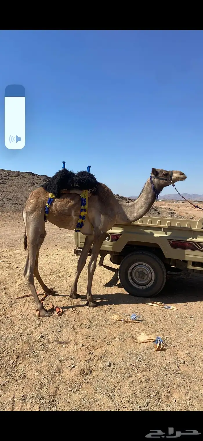 للبيع قعود لقي 3