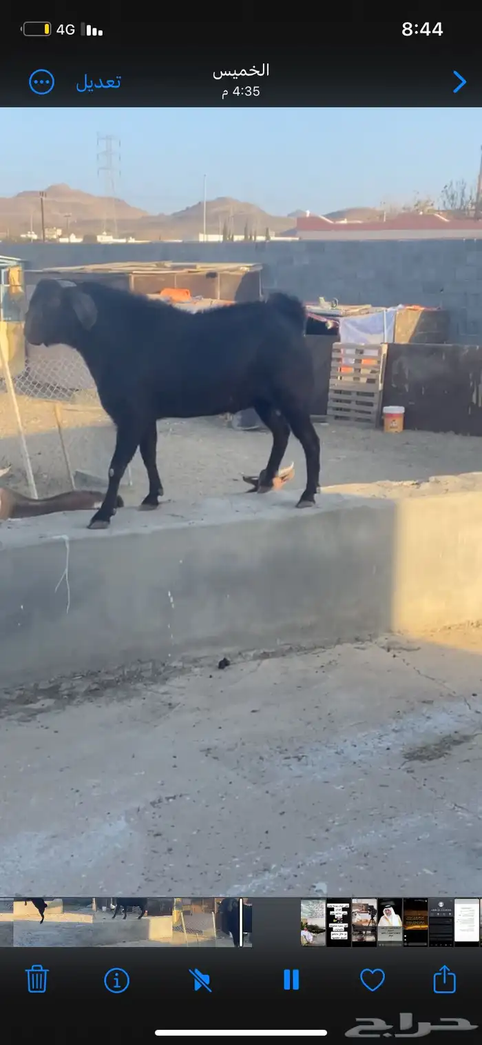 تيس فحل مشروط سن سديس مقلع 3