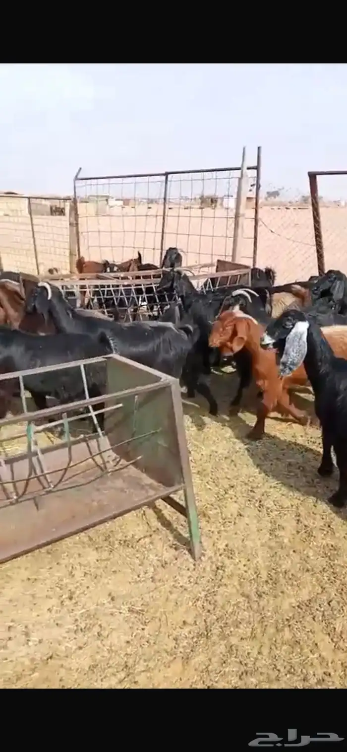 معزا مشاريك جبره ومكرمه ( مضاريع دفيع قريب ولاده ) 17