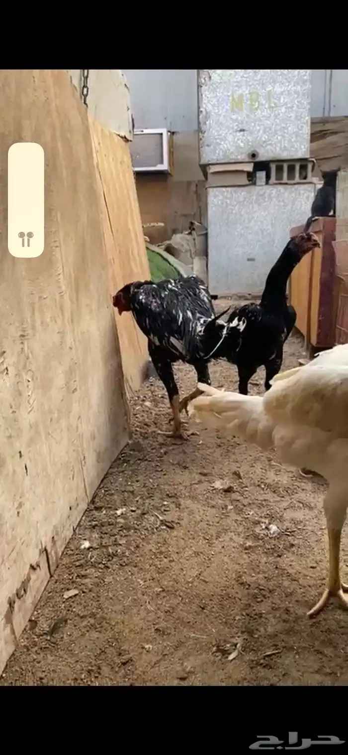 شامو ألماني هزاز ودم هزاز 5