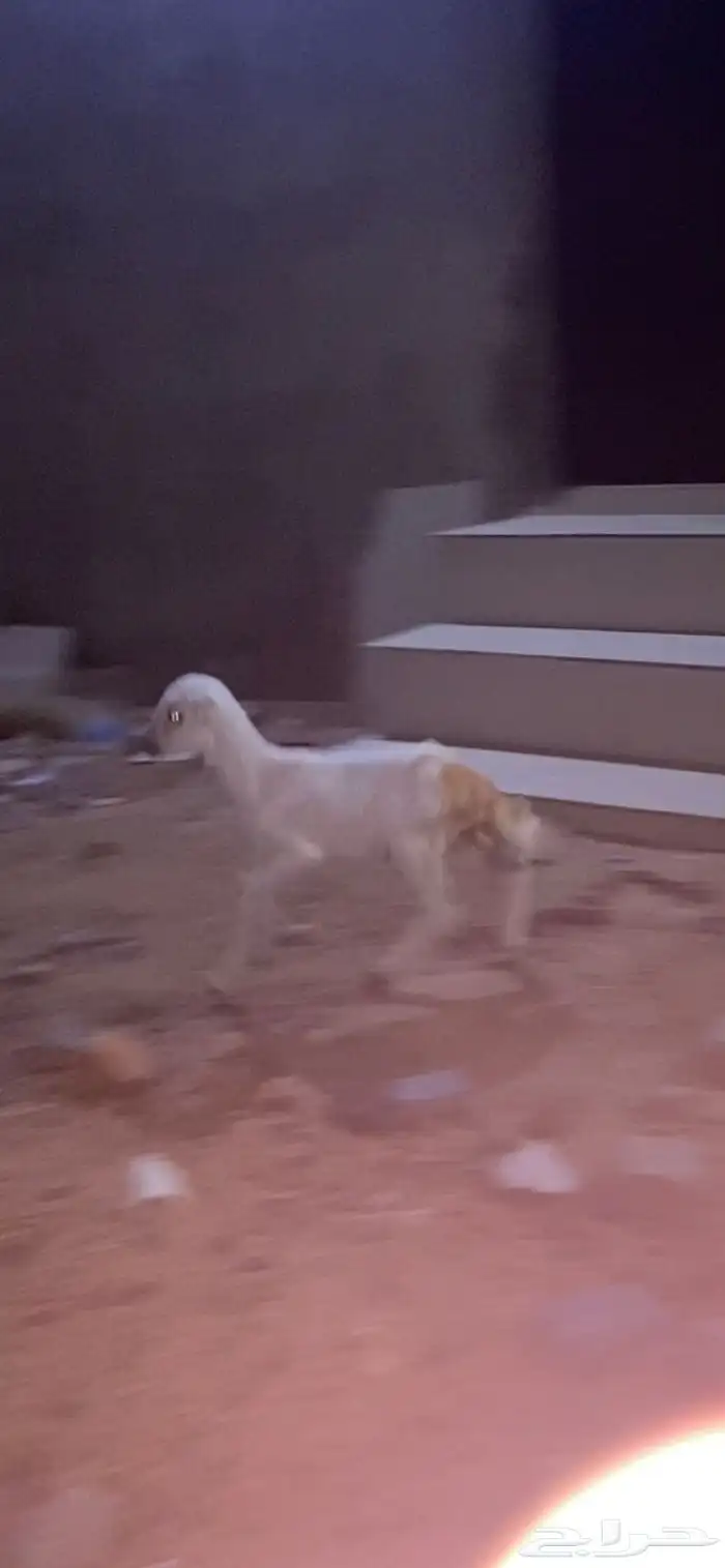 طلي دغور ع شرط 2