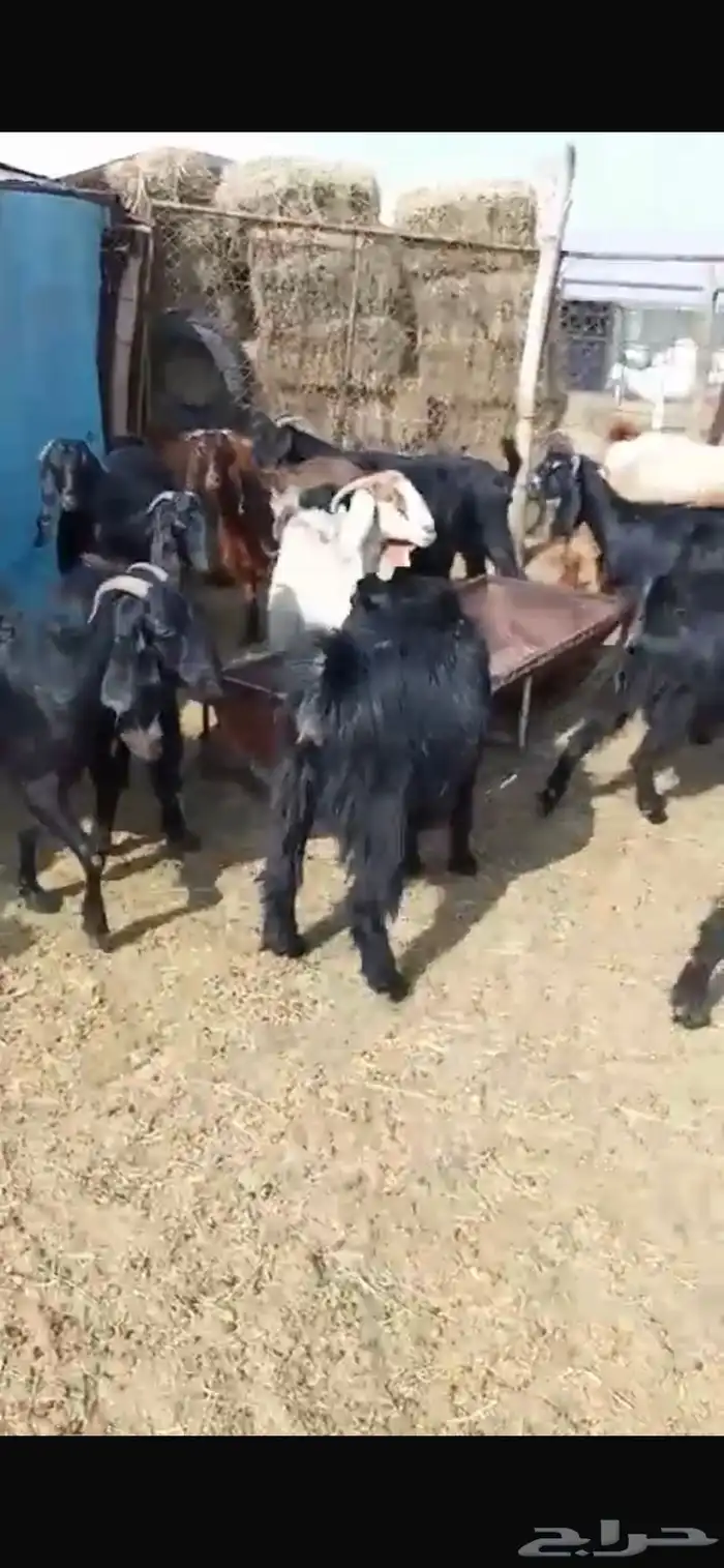 معزا مشاريك جبره ومكرمه ( مضاريع دفيع قريب ولاده ) 23