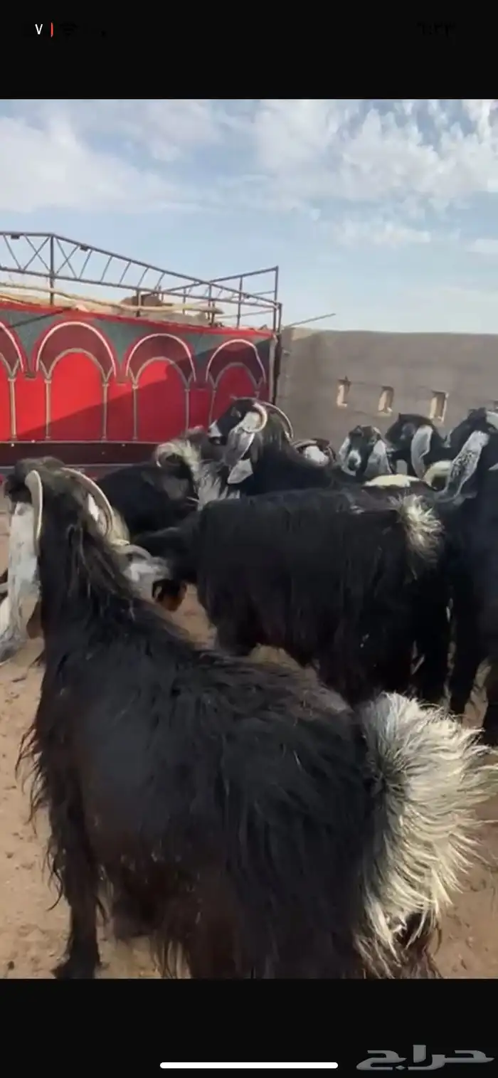 معزاء طيبه وصنف ناهيه ماشاء الله تبارك الرحمن 2