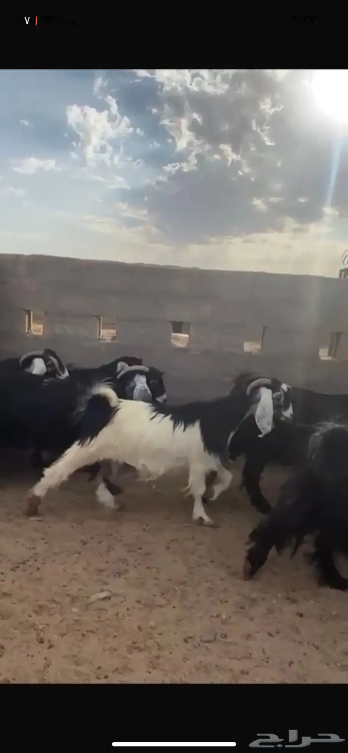 معزاء طيبه وصنف ناهيه ماشاء الله تبارك الرحمن 1