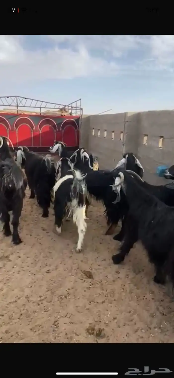 معزاء طيبه وصنف ناهيه ماشاء الله تبارك الرحمن 5