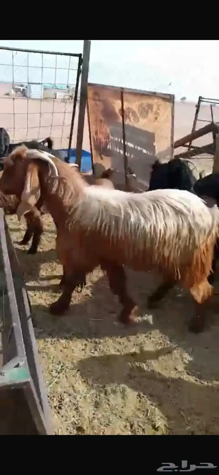 معزا مشاريك جبره ومكرمه ( مضاريع دفيع قريب ولاده ) 11