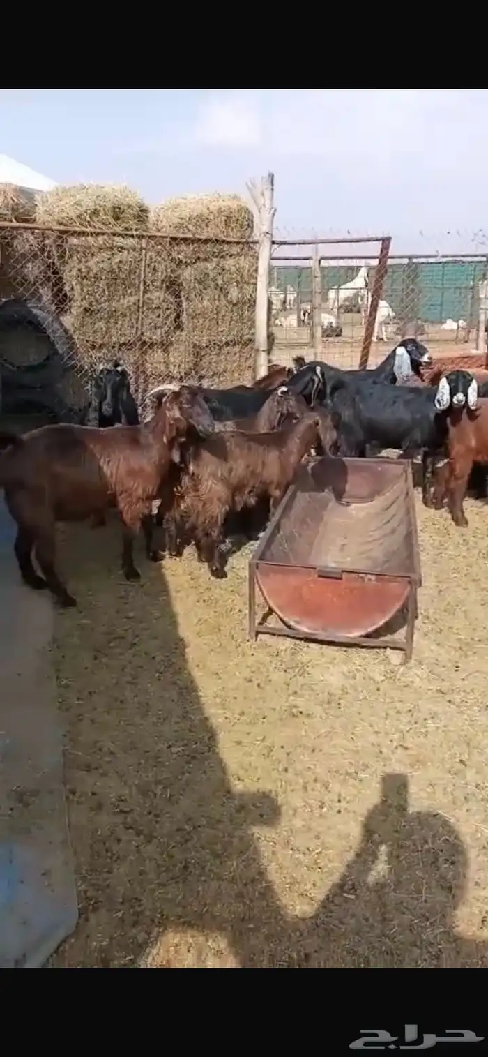 معزا مشاريك جبره ومكرمه ( مضاريع دفيع قريب ولاده ) 21