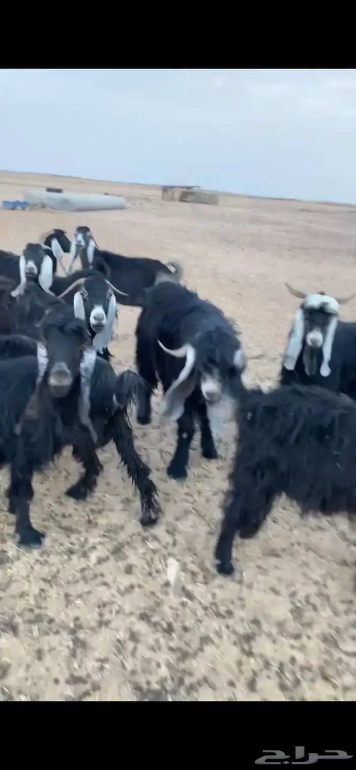 معزا عوارض وثنتين هولندي كلها دفيع وحصيب على السونار 2